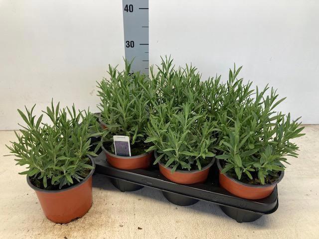 <h4>LAVAN AN HIDCOTE</h4>