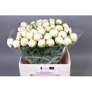 Paeonia Bowl Of Cream | XXL