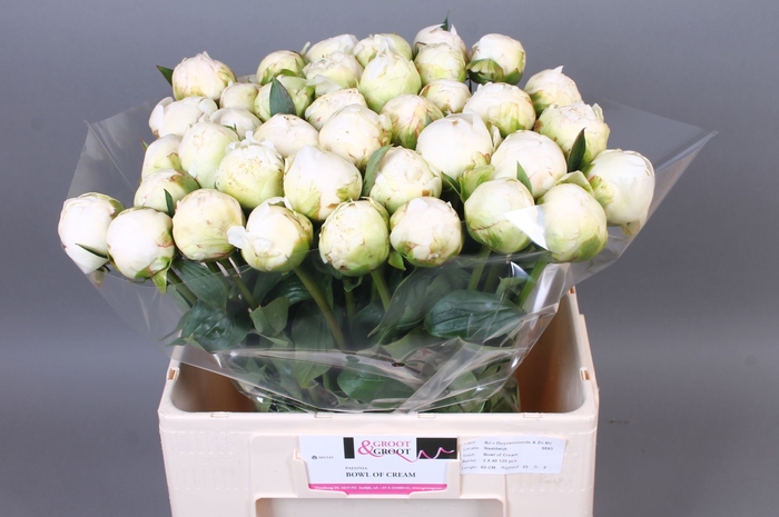 <h4>Paeonia Bowl Of Cream | XXL</h4>