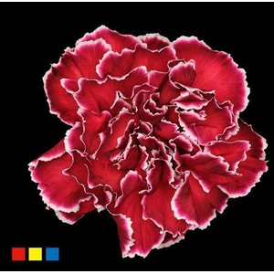 Dianthus St Bordeaux