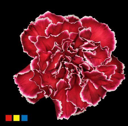 Dianthus St Bordeaux
