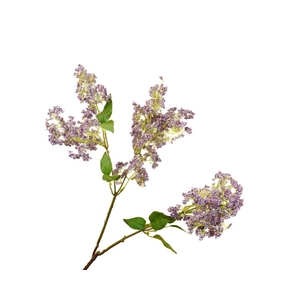 Syringa Lilac