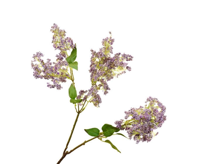 Syringa Lilac