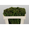 Kaaps Groen Albigreen