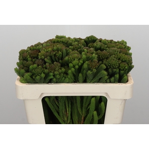 Kaaps Groen Albigreen