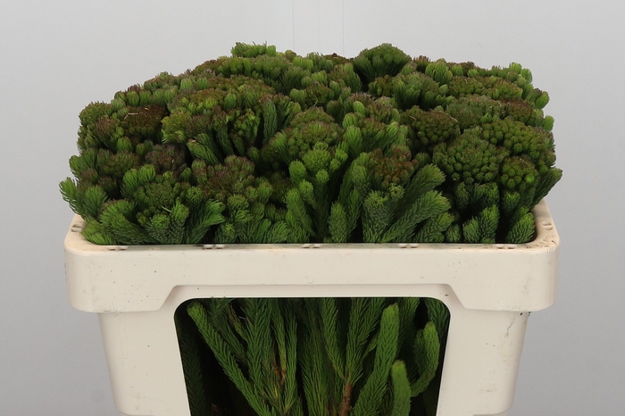Kaaps Groen Albigreen