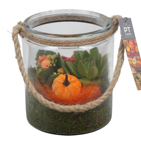 <h4>PTHG3353 Arrangementen kamerplanten</h4>