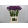 Allium Gladiator