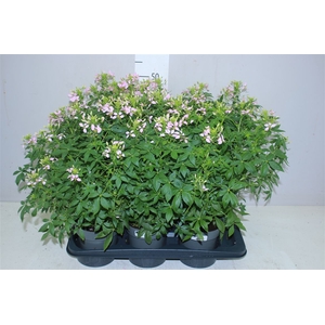 Cleome Roze