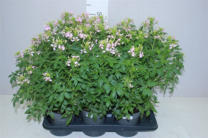 <h4>Cleome Roze</h4>