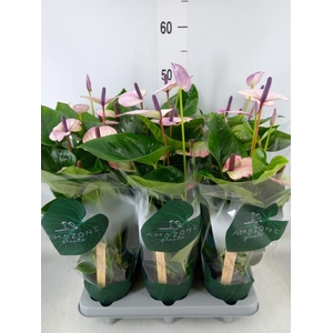 Anthurium andr. 'Laguna'