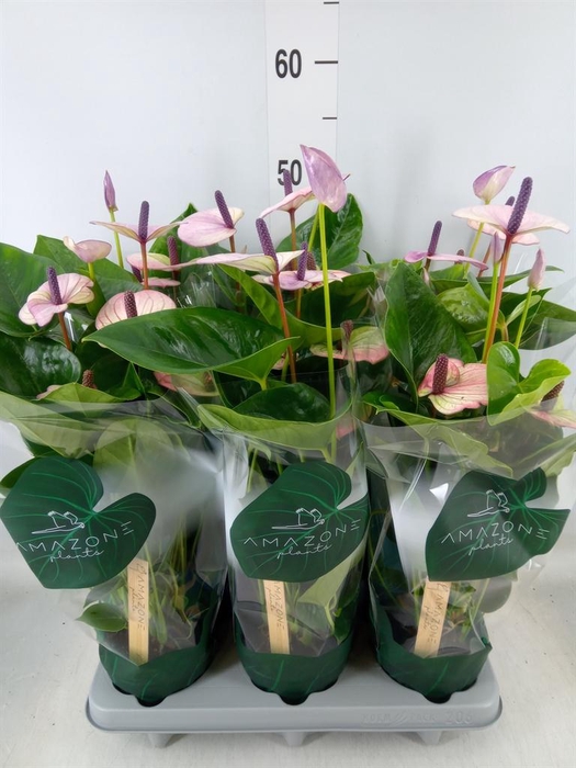 <h4>Anthurium andr. 'Laguna'</h4>