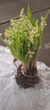 <h4>Convallaria</h4>