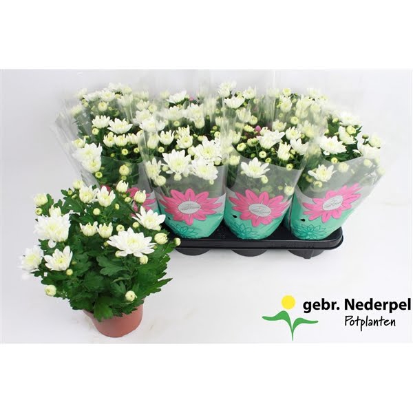 <h4>Chrysanthemum 'Chrystal White' Stadium 2</h4>