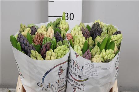 <h4>Hyac Gem 5 Kleuren</h4>