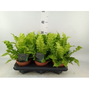 Asplenium nidus 'Crispy Wave'