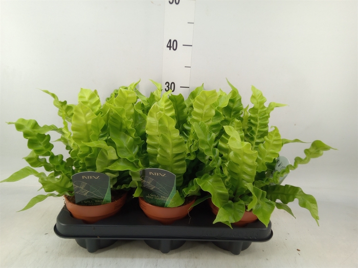 <h4>Asplenium nidus 'Crispy Wave'</h4>