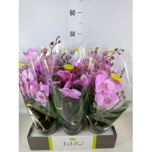 Phalaenopsis   ...rose