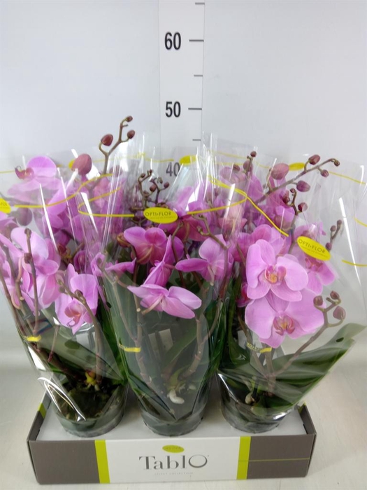 <h4>Phalaenopsis ...rose</h4>