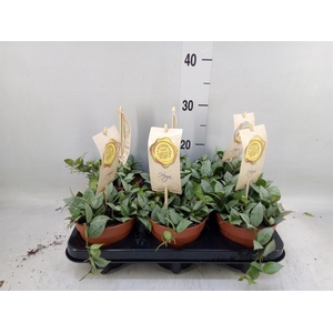 Hoya krohniana 'Eskimo'