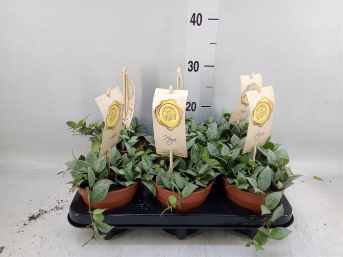 <h4>Hoya krohniana 'Eskimo'</h4>