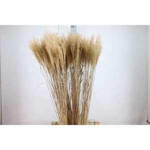 Siergras Miscanthis Natuur Dry