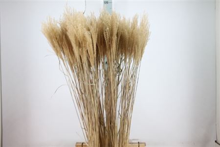 <h4>Siergras Miscanthis Natuur Dry</h4>