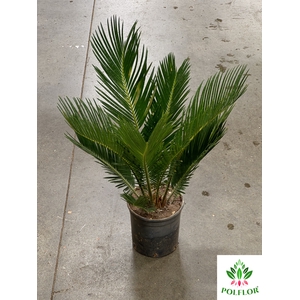 Cycas Revoluta (Cites) 15Ø 55cm 12v