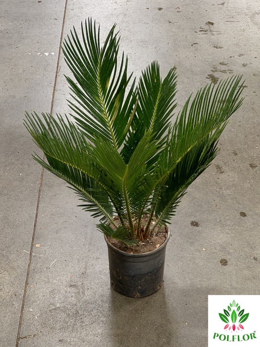 Cycas Revoluta (Cites) 15Ø 55cm 12v