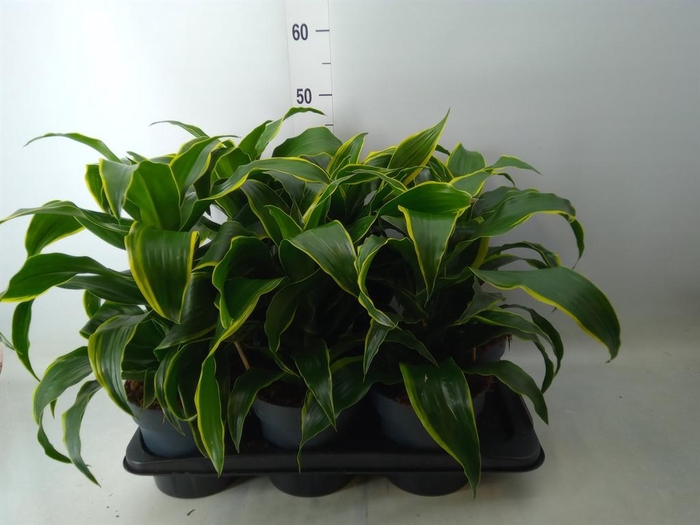 <h4>Dracaena frag. 'Dorado'</h4>