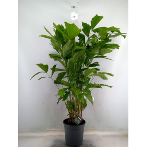 Caryota mitis