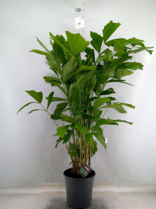 <h4>Caryota mitis</h4>