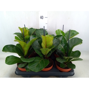 Ficus lyrata 'Bambino'