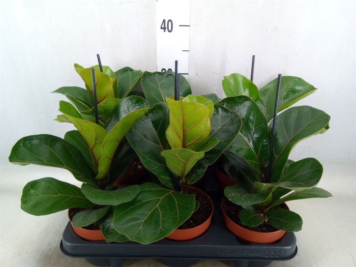 <h4>Ficus lyrata 'Bambino'</h4>