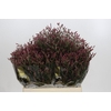 Limonium Scarlet Diamond