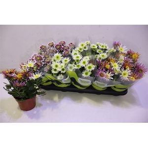 arr8 Chrys Splash Gem