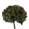Hydrangea / Hortensia Nat.Green / Red HRT/2120