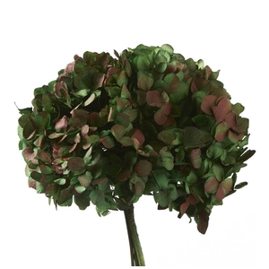 Hydrangea / Hortensia Nat.Green / Red HRT/2120