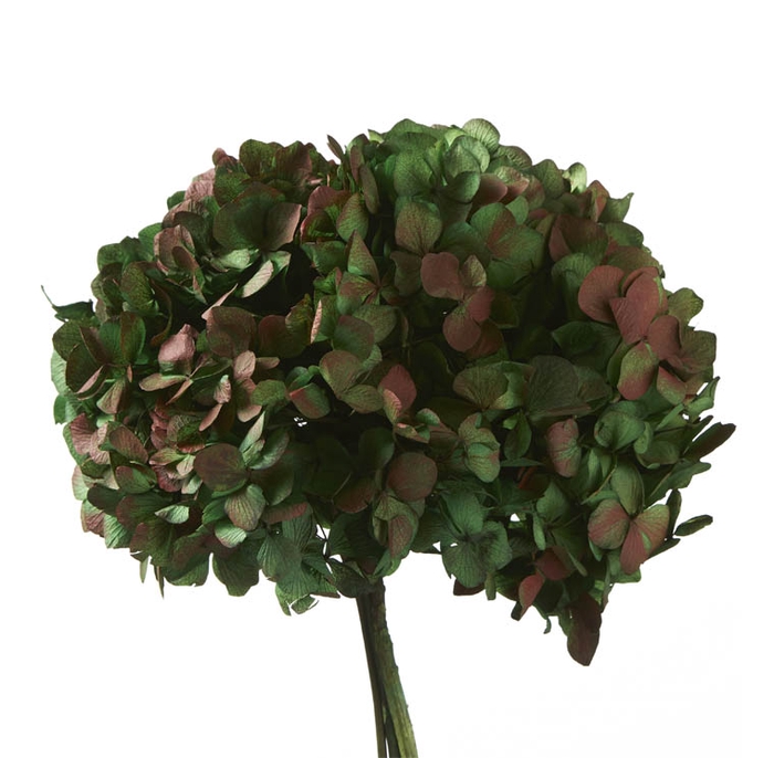<h4>Hydrangea / Hortensia Nat.Green / Red HRT/2120</h4>