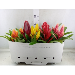 Vriesea   ...mix 5
