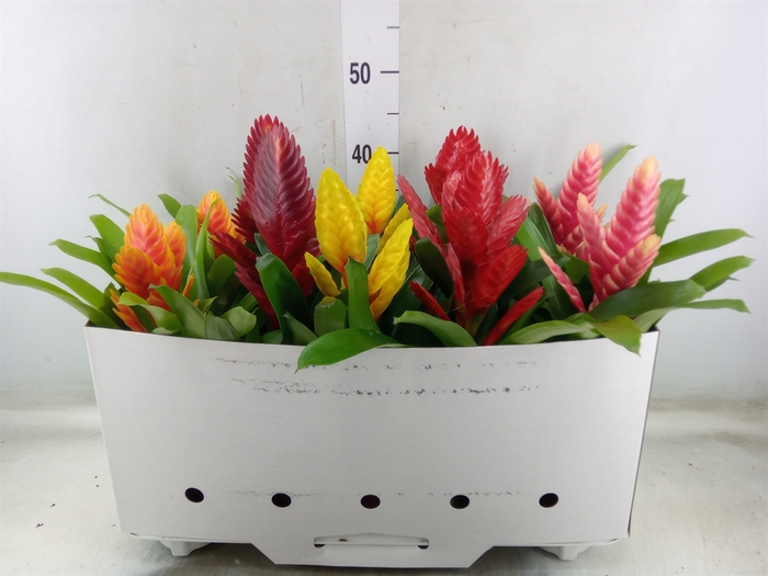 <h4>Vriesea   ...mix 5</h4>