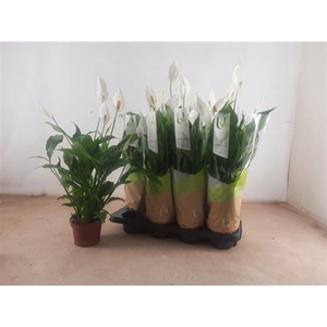 Spathiphyllum 'Strauss'
