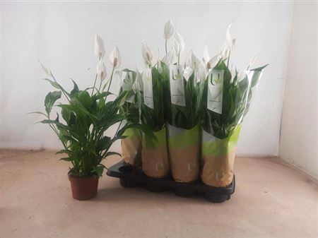 <h4>Spathiphyllum 'Strauss'</h4>