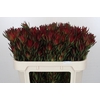 Leucadendron Blush Spray