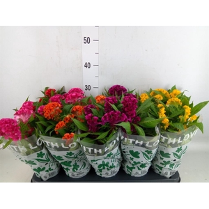 Celosia arg. CR 'Twisted'   ...mix