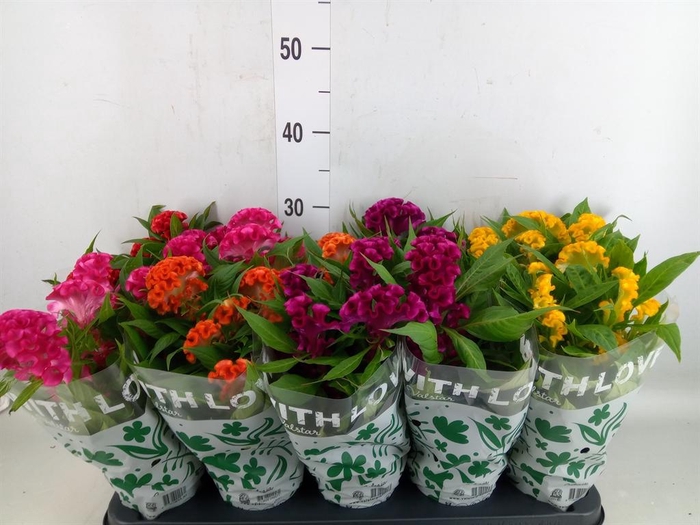 <h4>Celosia arg. CR 'Twisted'   ...mix</h4>