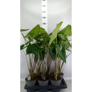 Alocasia zebrina