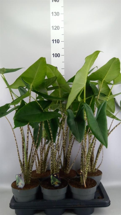 <h4>Alocasia zebrina</h4>