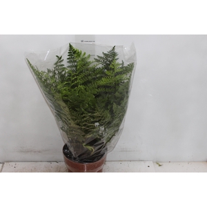 ASPLENIUM PARVATI P17