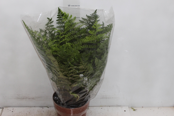 <h4>ASPLENIUM PARVATI P17</h4>